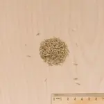7 jours, pousse rapide - Gazon 7 jours - 1 kg - MEDIA_3D